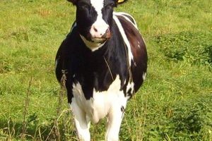 Holstein_friesian_or_friesian_cow