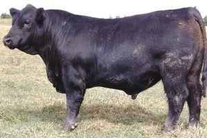 australian-record-priced-angus-bull