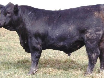australian-record-priced-angus-bull